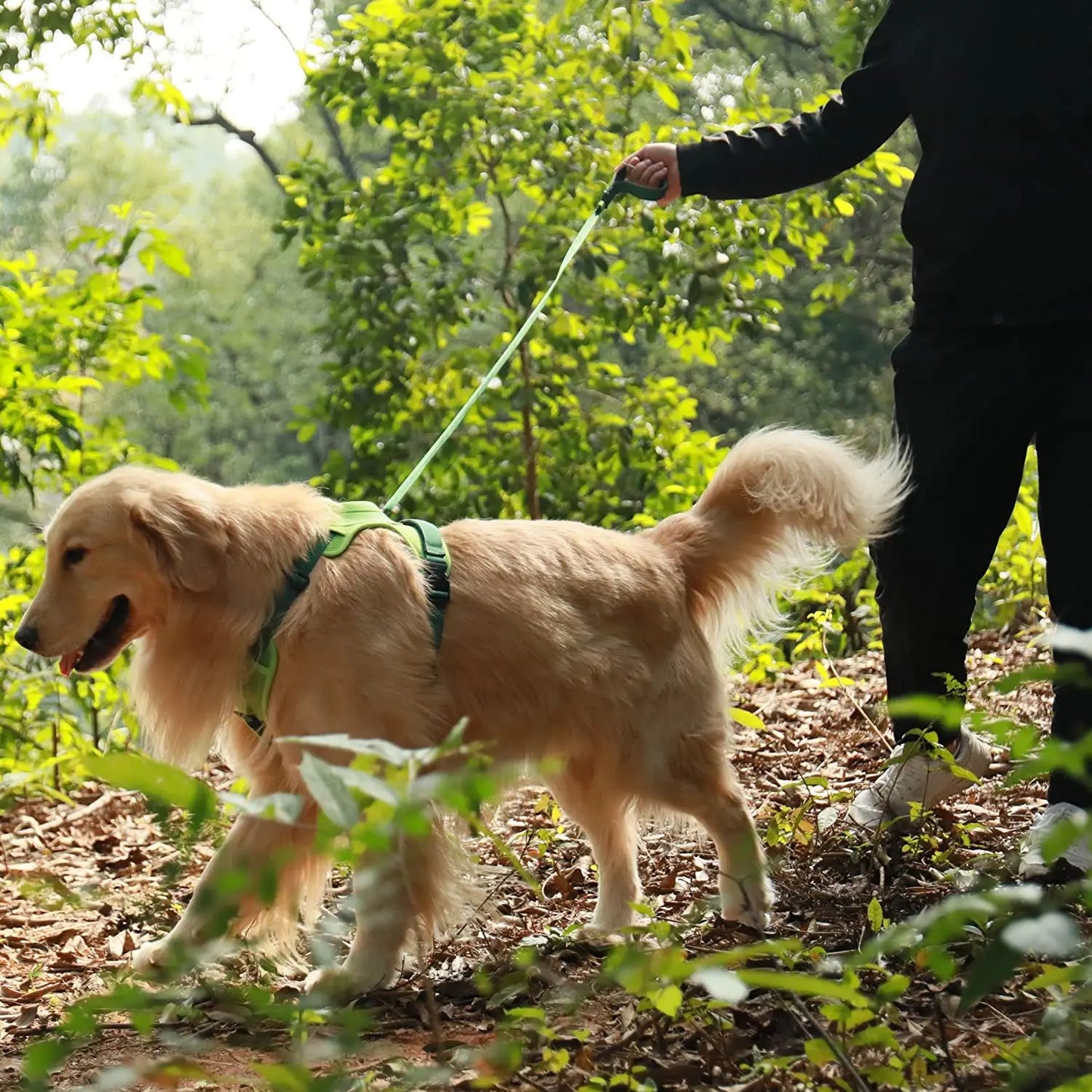 Adjustable Dog Harness & Leash